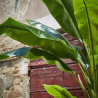 EDG Enzo De Gasperi Pianta Banano Chic con Vaso H200 cm 18 Foglie