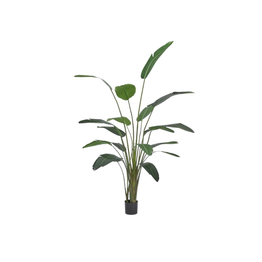 Enzo De Gasperi pianta artificiale Strelizia con vaso H245cm