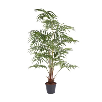 Enzo De Gasperi pianta...